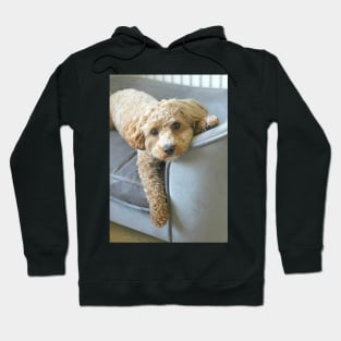 It's a Maltipoo Thing... Hoodie